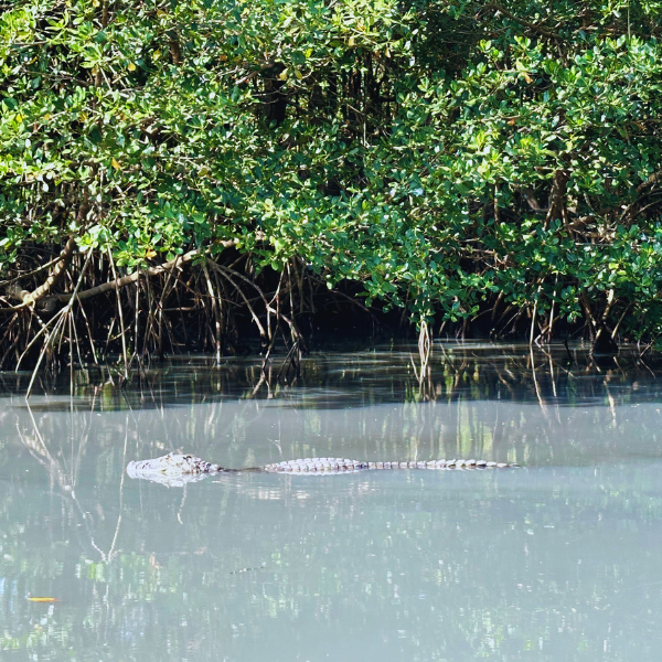 Gigóia Island: Rio’s Urban Pantanal Boat and Walking Tour