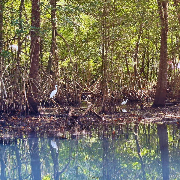 Gigóia Island: Rio’s Urban Pantanal Boat and Walking Tour