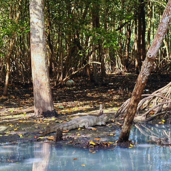Gigóia Island: Rio’s Urban Pantanal Boat and Walking Tour