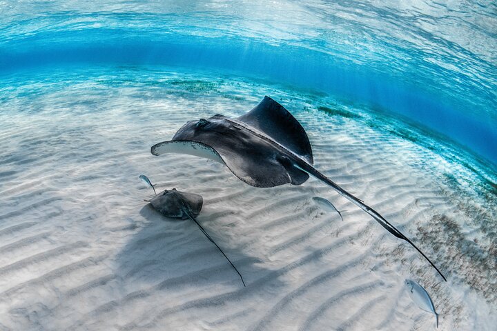 Grand Cayman Stingray City Sandbar Snorkel Adventure
