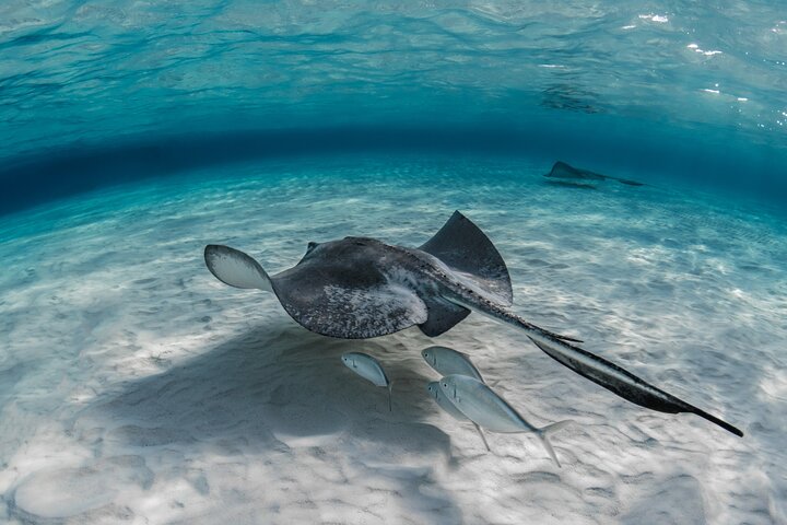 Grand Cayman Stingray City Sandbar Snorkel Adventure