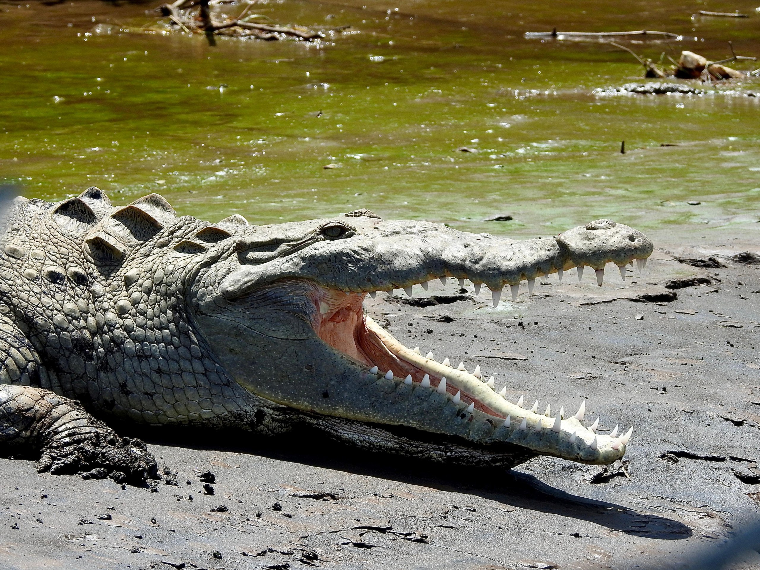 Guanacaste River Safari Boat Tour – Wildlife, Crocodiles & Monkeys