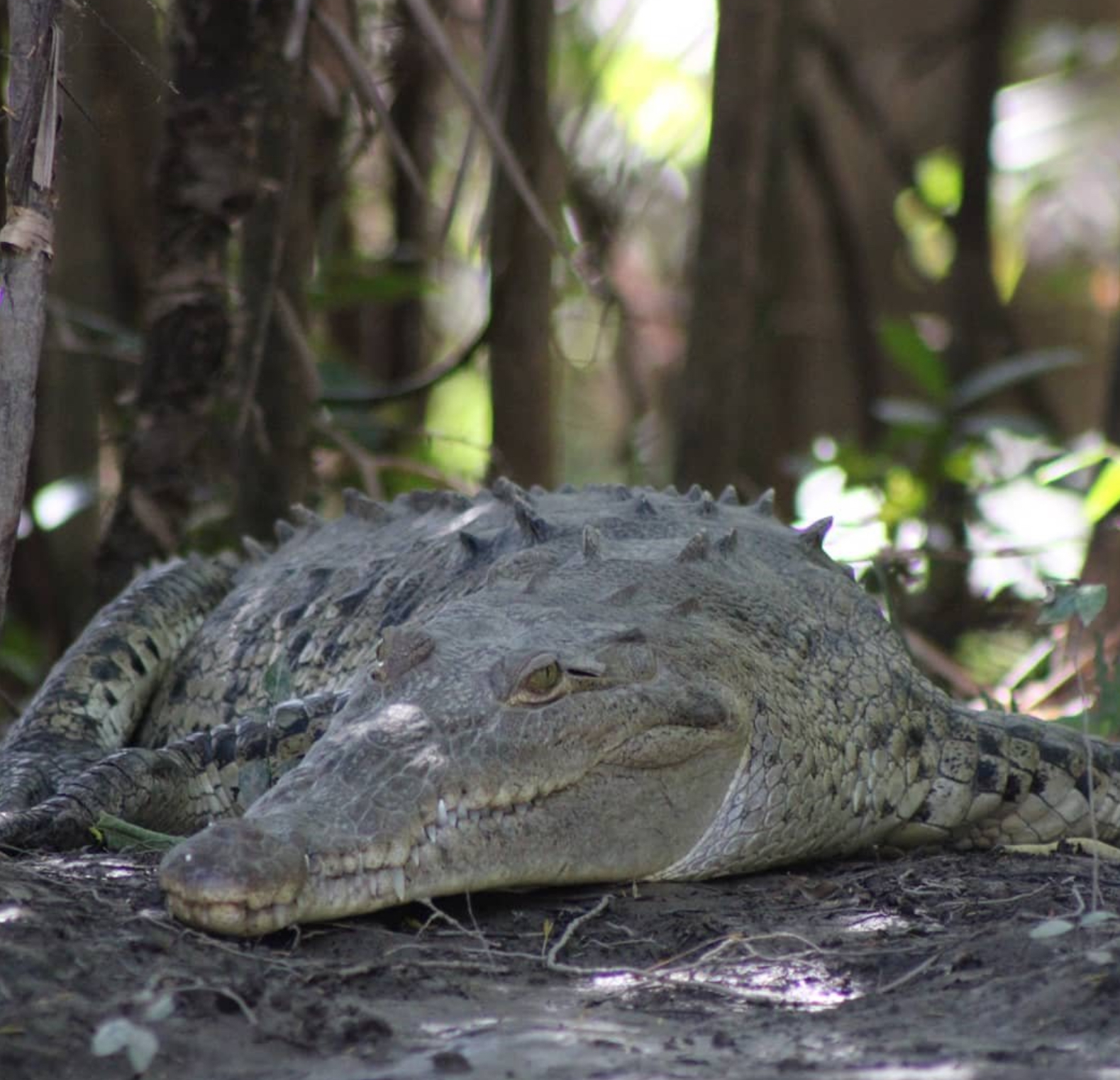 Guanacaste River Safari Boat Tour – Wildlife, Crocodiles & Monkeys
