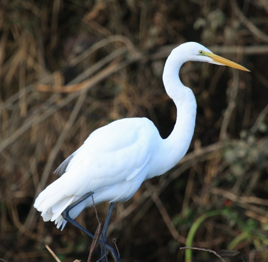 Guanacaste River Safari Boat Tour – Wildlife, Crocodiles & Monkeys
