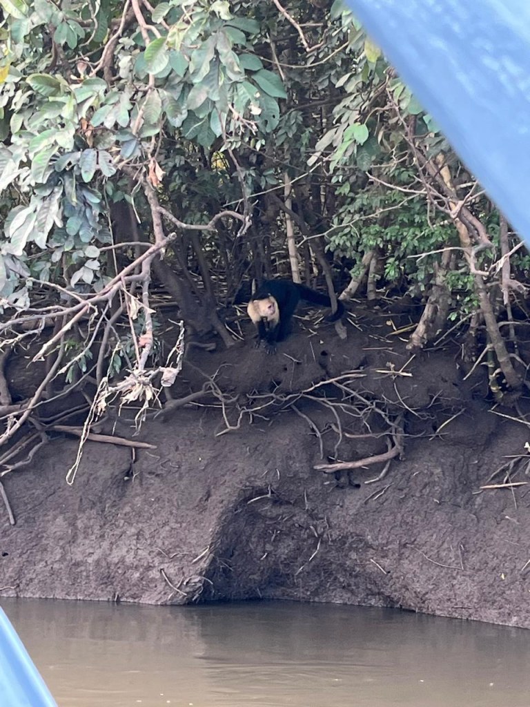 Guanacaste River Safari Boat Tour – Wildlife, Crocodiles & Monkeys