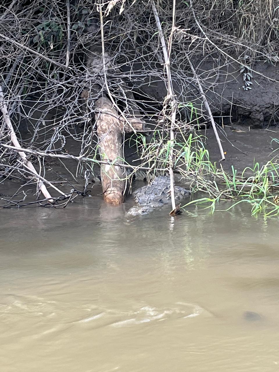 Guanacaste River Safari Boat Tour – Wildlife, Crocodiles & Monkeys