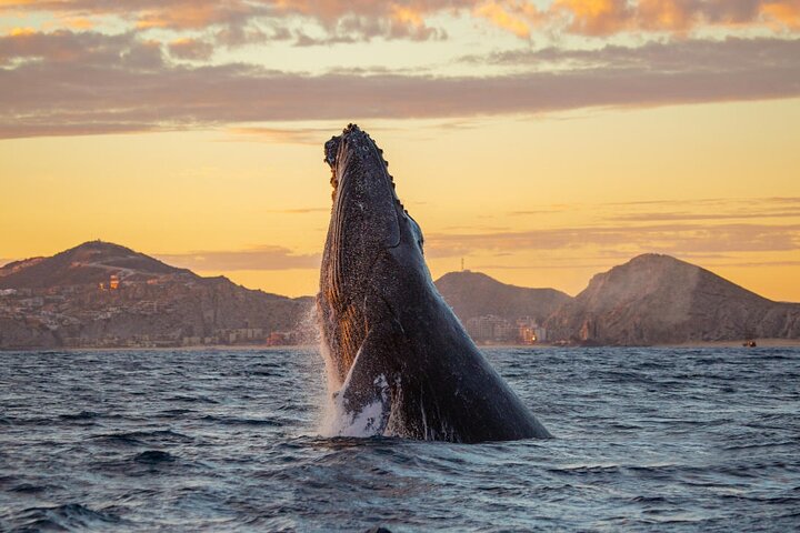 Los Cabos Sunset Whale Watching Cruise with Open Bar