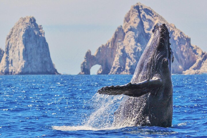 Los Cabos Whale Watching Cruise with Open Bar and Snacks