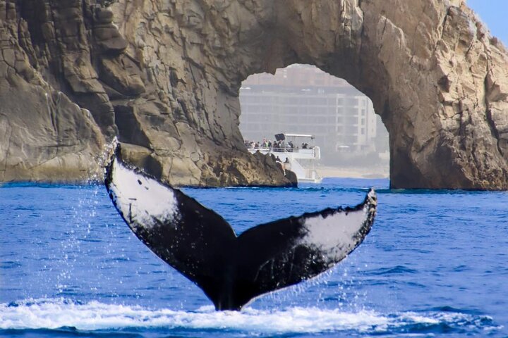 Los Cabos Whale Watching Cruise with Open Bar and Snacks