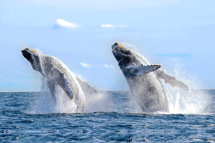 Los Cabos Whale Watching Cruise with Open Bar and Snacks