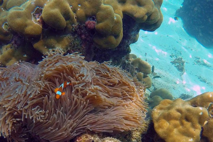 Phi Phi Sunset & Shark Spotting – Small Group