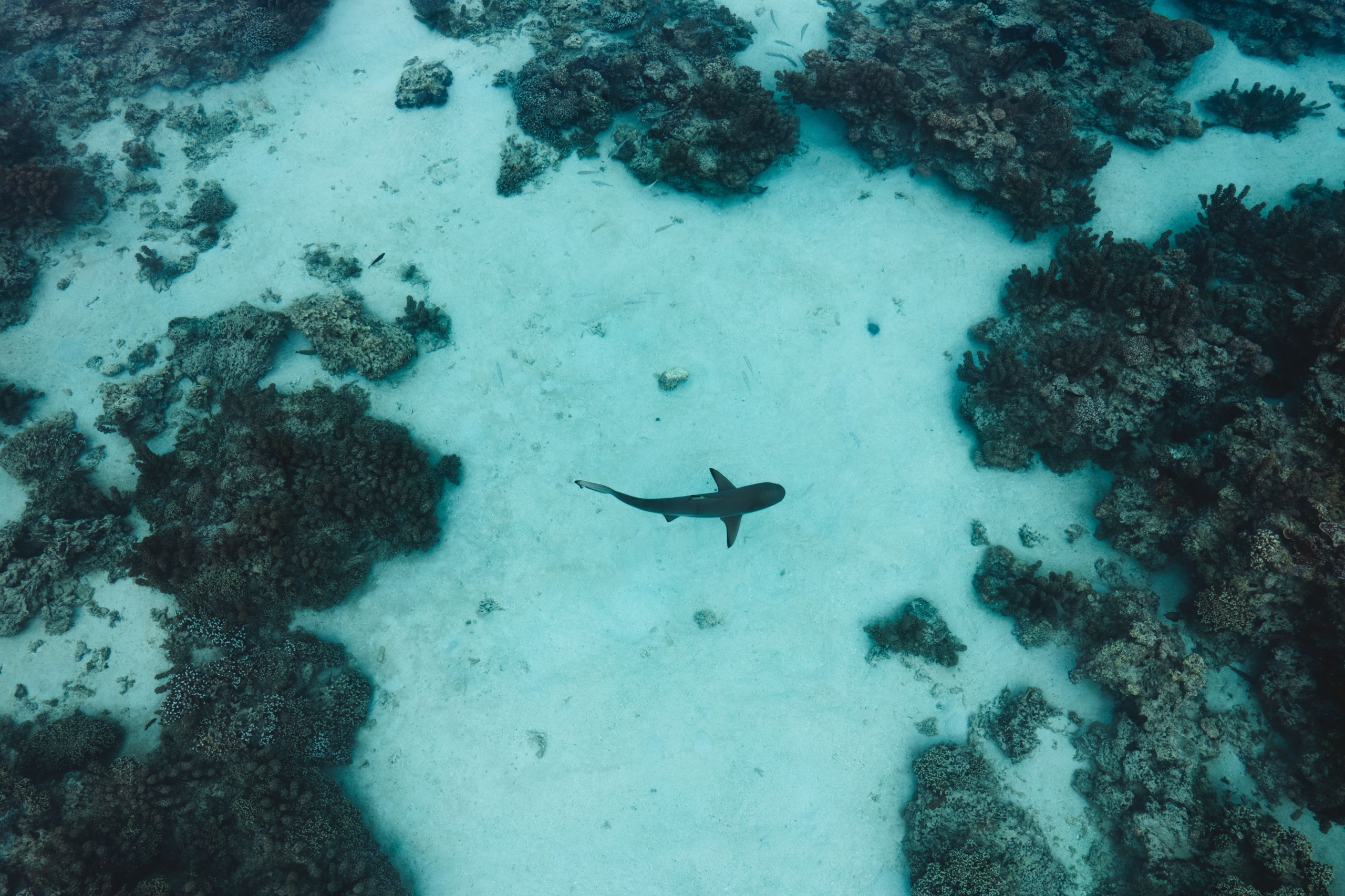 Phi Phi Sunset & Shark Spotting – Small Group