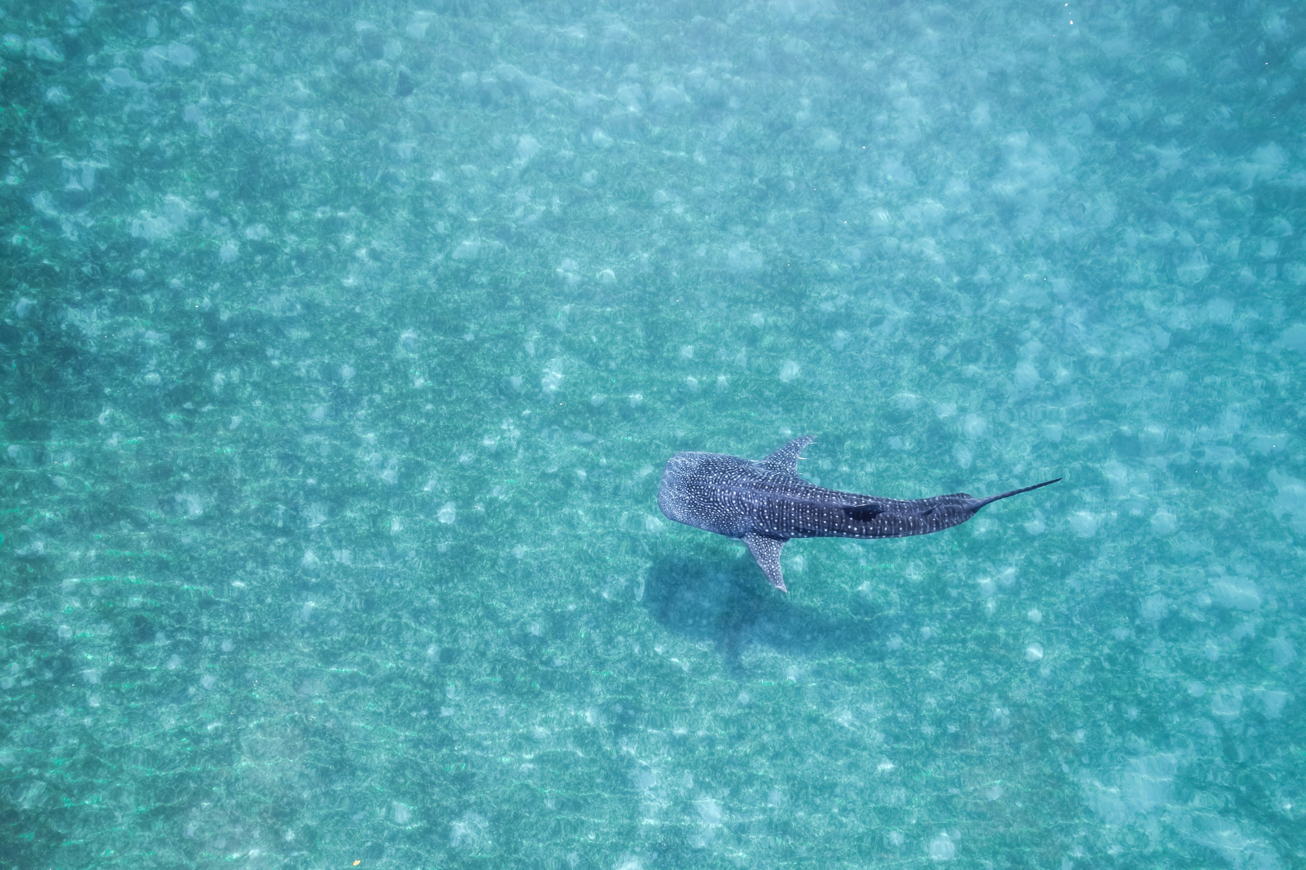Phi Phi Sunset & Shark Spotting – Small Group