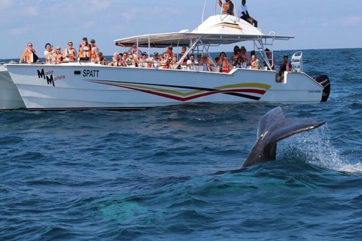 Samana Shore Excursion Whale Watching Half Day Tour