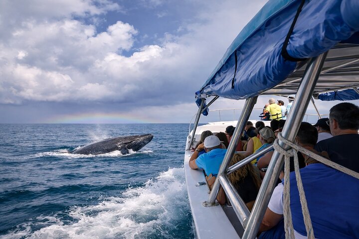Seasonal humpback whale watching in Samaná Bay