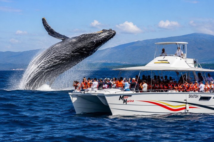 Samaná Whale Watching Half-Day: Humpbacks in Bay Tour