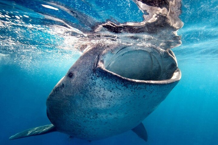 Whale Shark Encounter & Swimming Adventure from La Paz