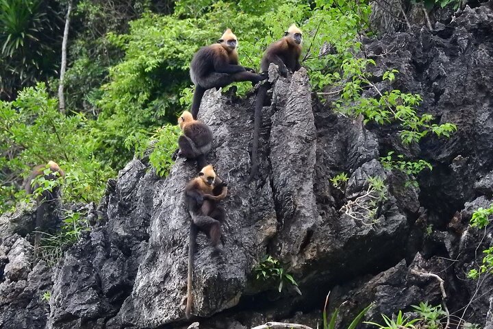 2D1N Adventure: Visit Cat Ba National Park, Viet Hai, Lan Ha Bay