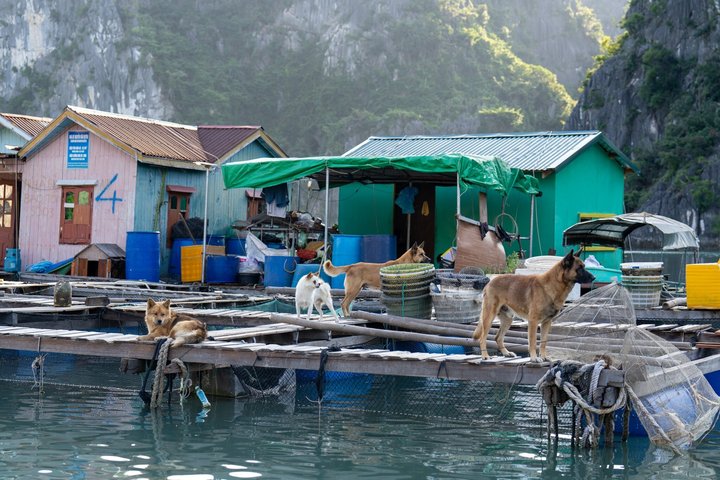 3-Day Bai Tu Long Bay & Ha Long Bay Journey with Swan Cruises