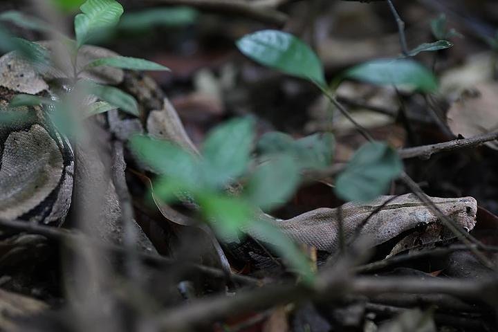 Boa