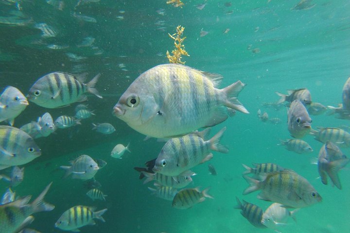Angra dos Reis: Super Lagoa Azul Speeadboat Tour