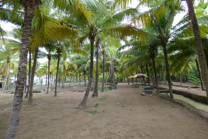coconut tree in Ben Tre