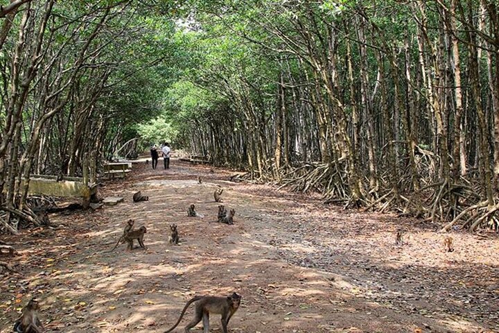 Can Gio Beautiful Nature Mangrove Forest Day Trip