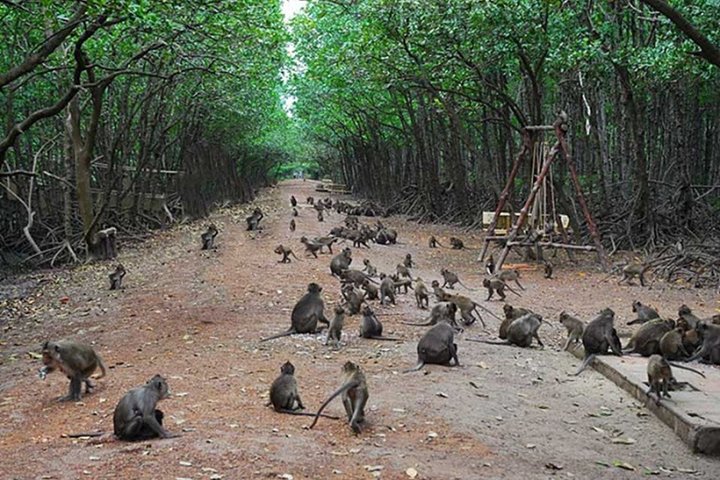 Can Gio Beautiful Nature Mangrove Forest Day Trip