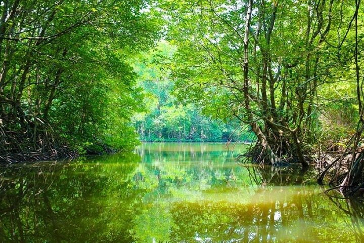 Can Gio Beautiful Nature Mangrove Forest Day Trip