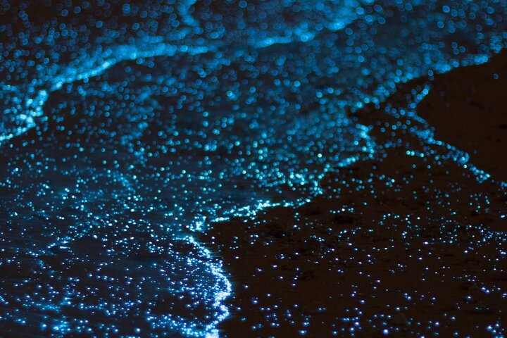 Cayman Bioluminescent Bay Night Tour