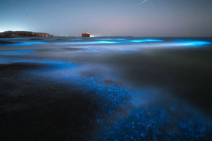 Cayman Bioluminescent Bay Night Tour