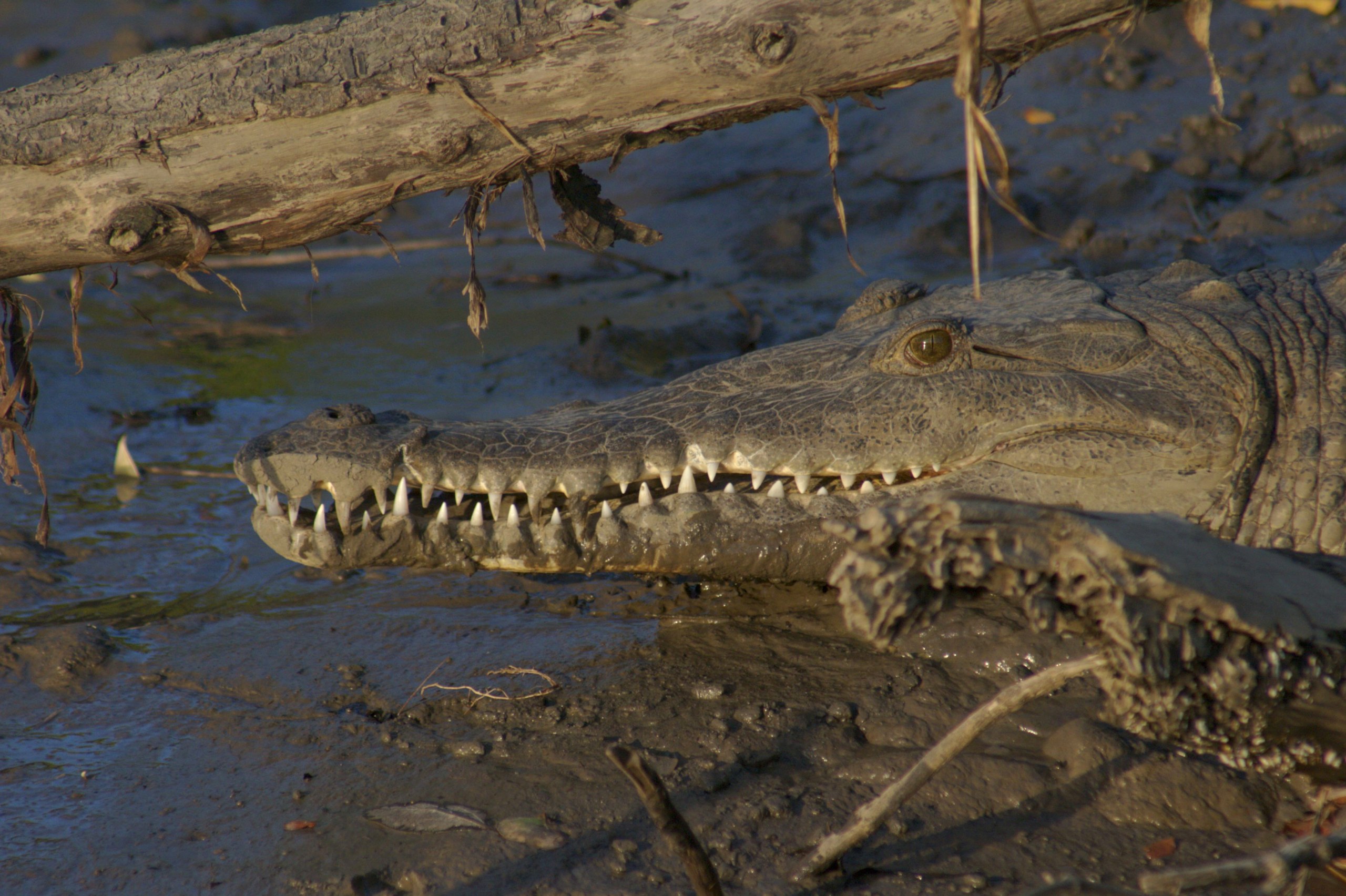 Costa Rica Crocodile & Birdwatching Boat Safari