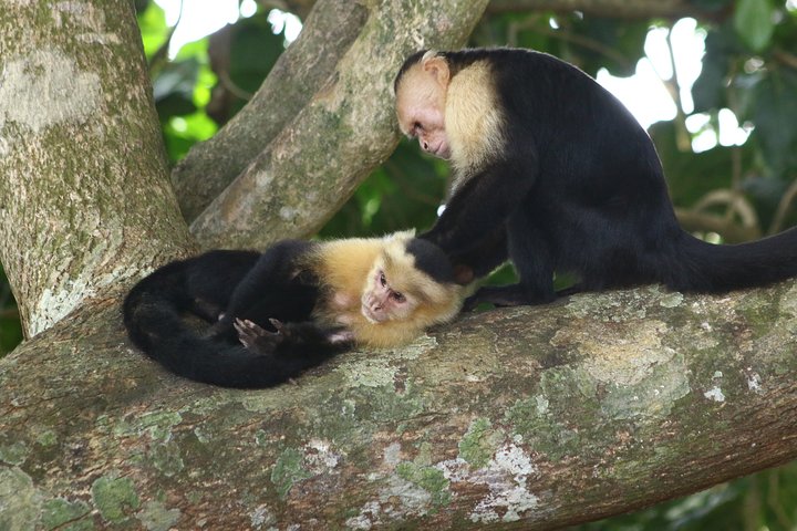 Costa Rica Crocodile & Birdwatching Boat Safari