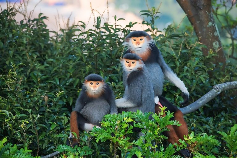 Discovering Marble Mountains - Monkey Mountain - Am Phu cave - Da Nang by night & Han river Cruise