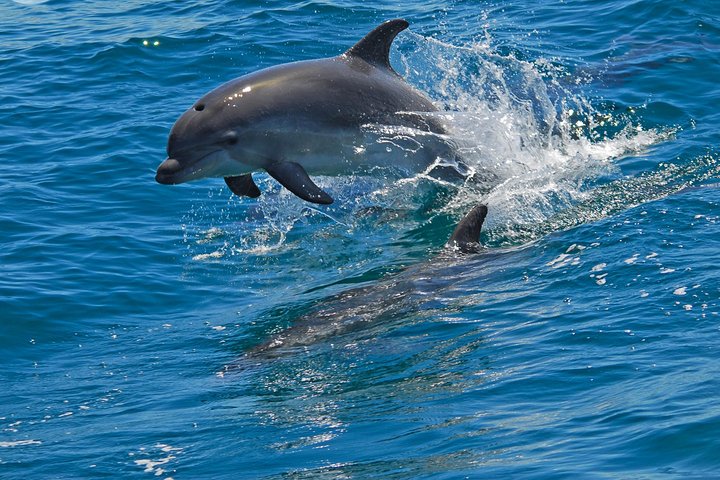 Dolphin