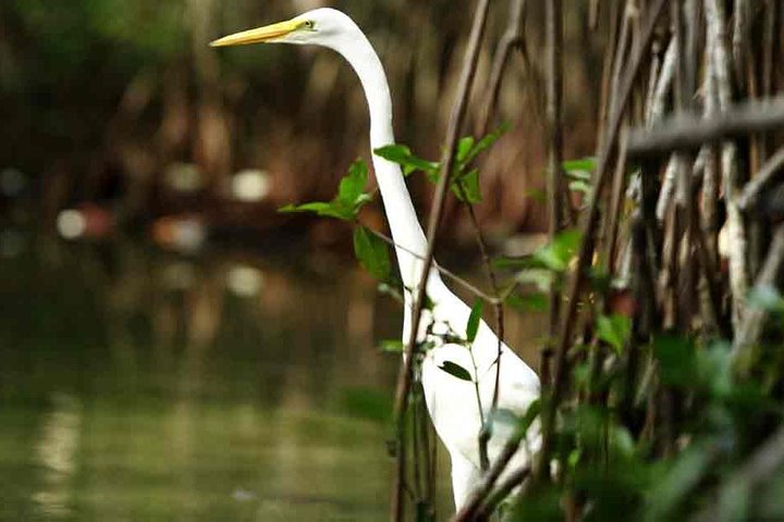 Explore La Boquilla’s Mangrove Tunnels with Local Fishermen
