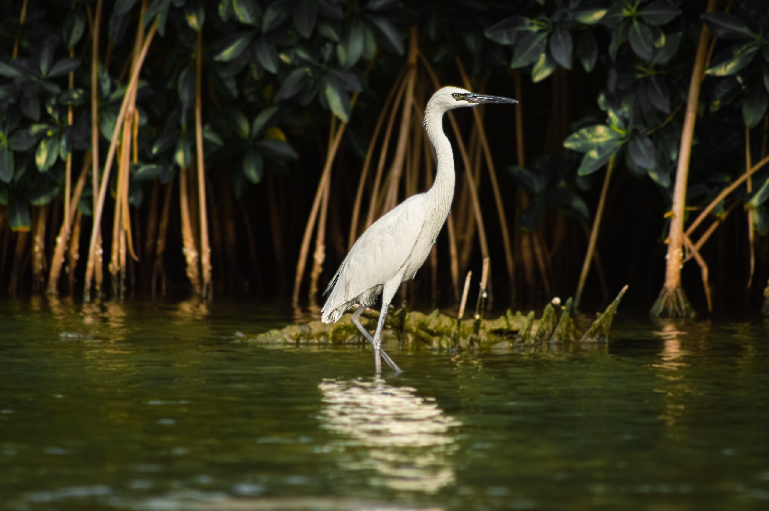 Explore La Boquilla’s Mangrove Tunnels with Local Fishermen