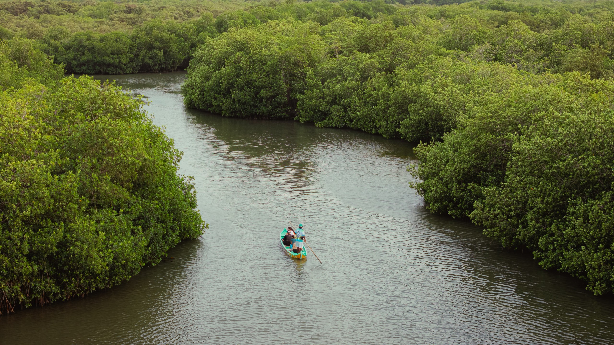 Explore La Boquilla’s Mangrove Tunnels with Local Fishermen
