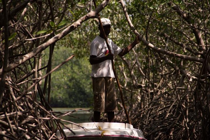 Explore La Boquilla’s Mangrove Tunnels with Local Fishermen