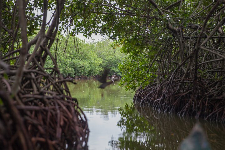 Explore La Boquilla’s Mangrove Tunnels with Local Fishermen