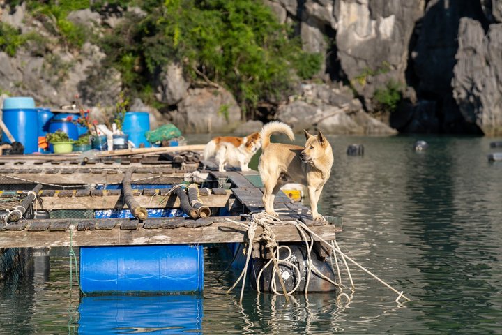 From Ha Long Port: 2-Day Garden Peak Cruise to Bai Tu Long Bay