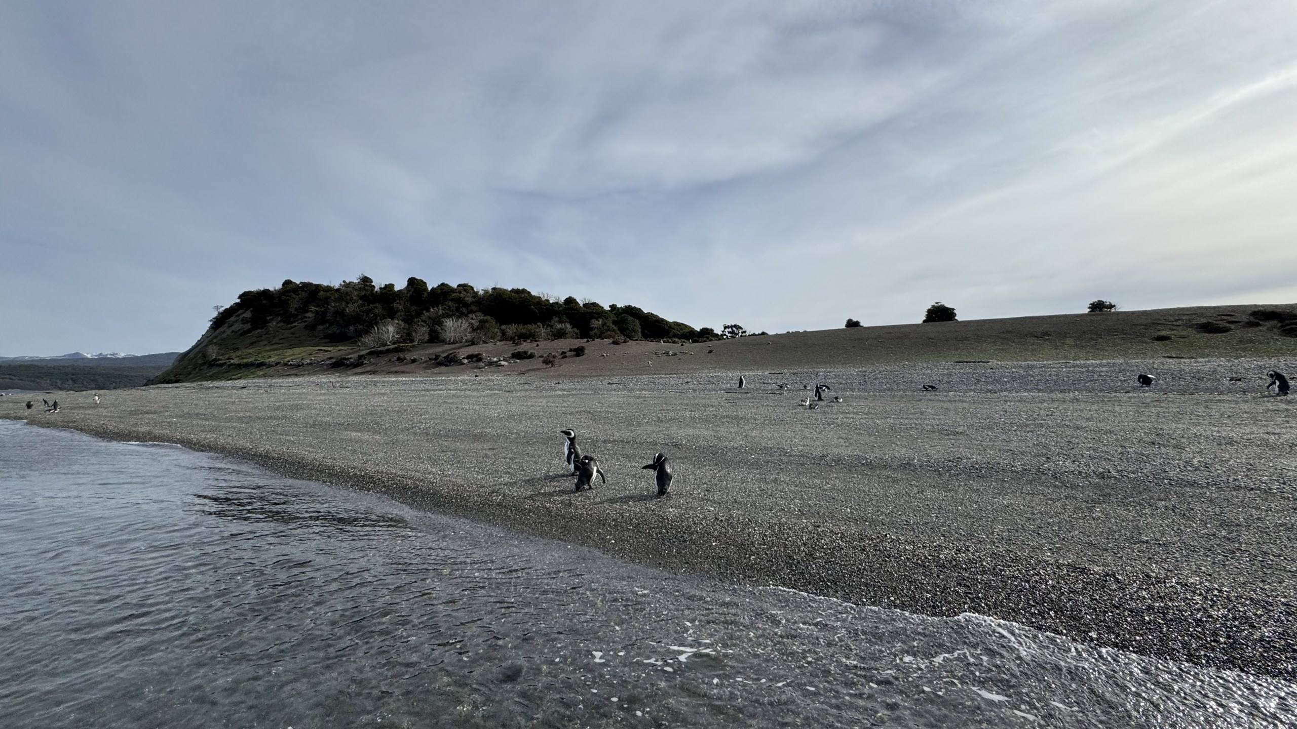 Full-Day Penguin Boat Excursion & Transfers Included