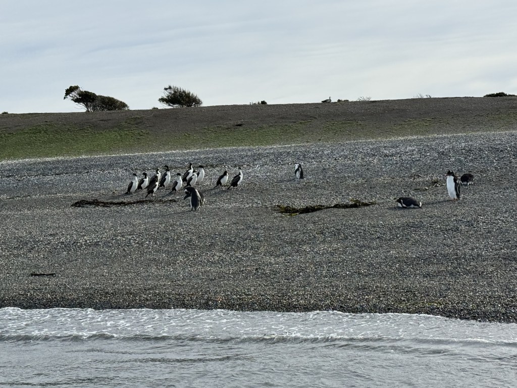 Full-Day Penguin Boat Excursion & Transfers Included