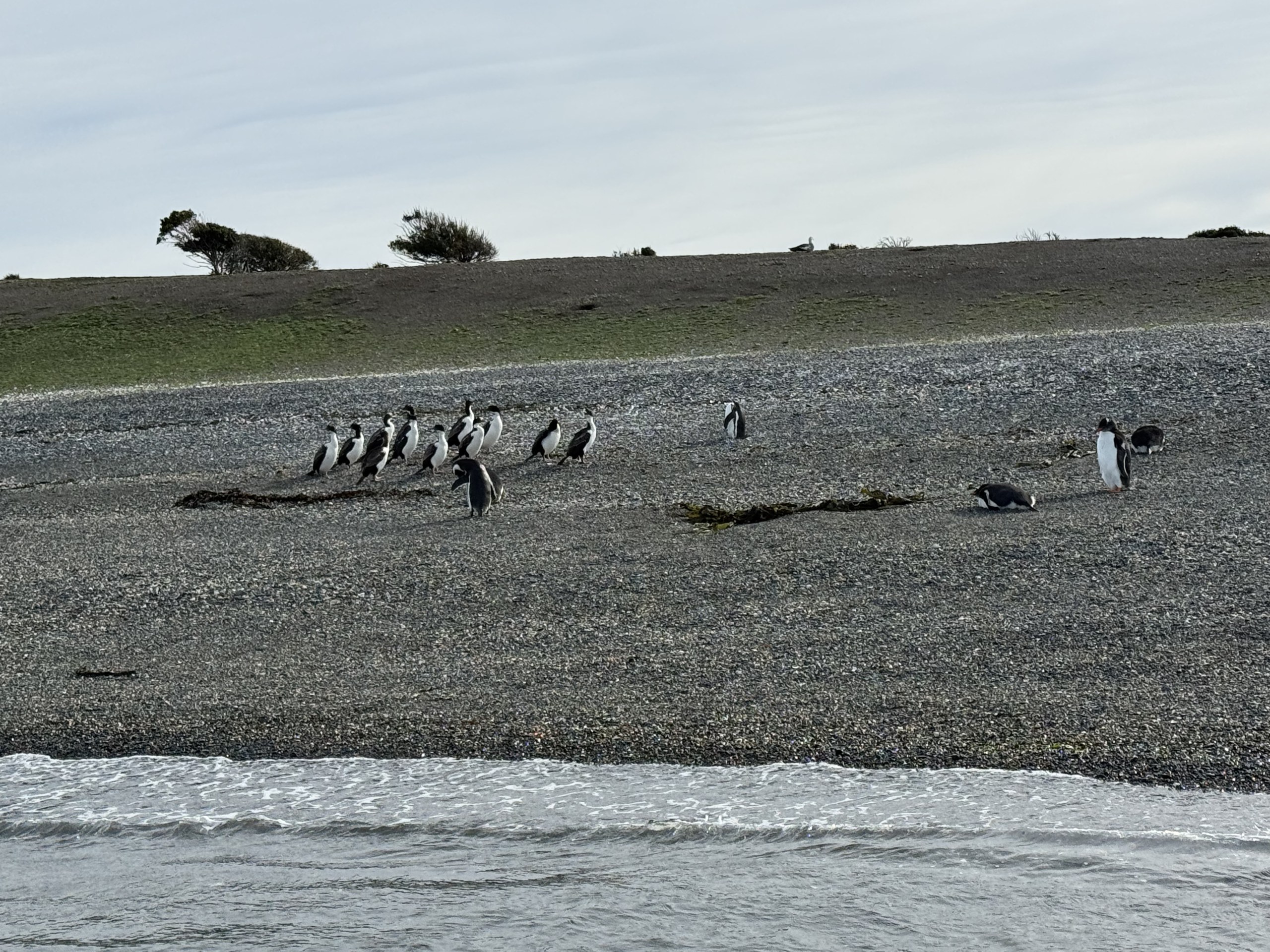 Full-Day Penguin Boat Excursion & Transfers Included