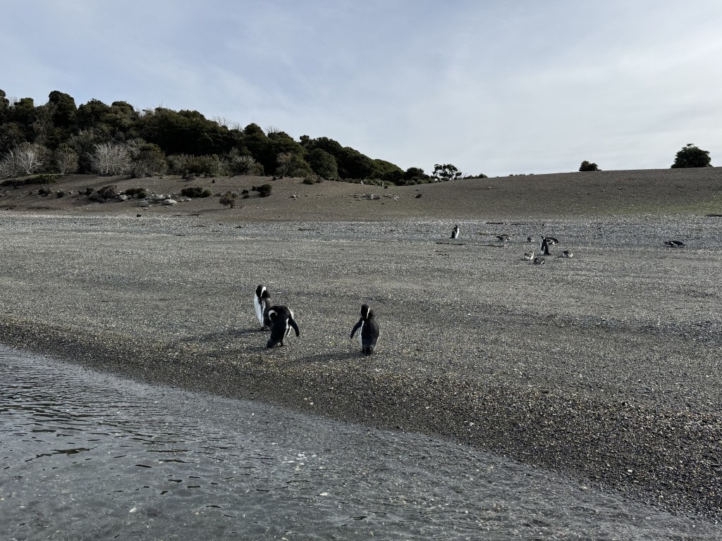 Full-Day Penguin Boat Excursion & Transfers Included