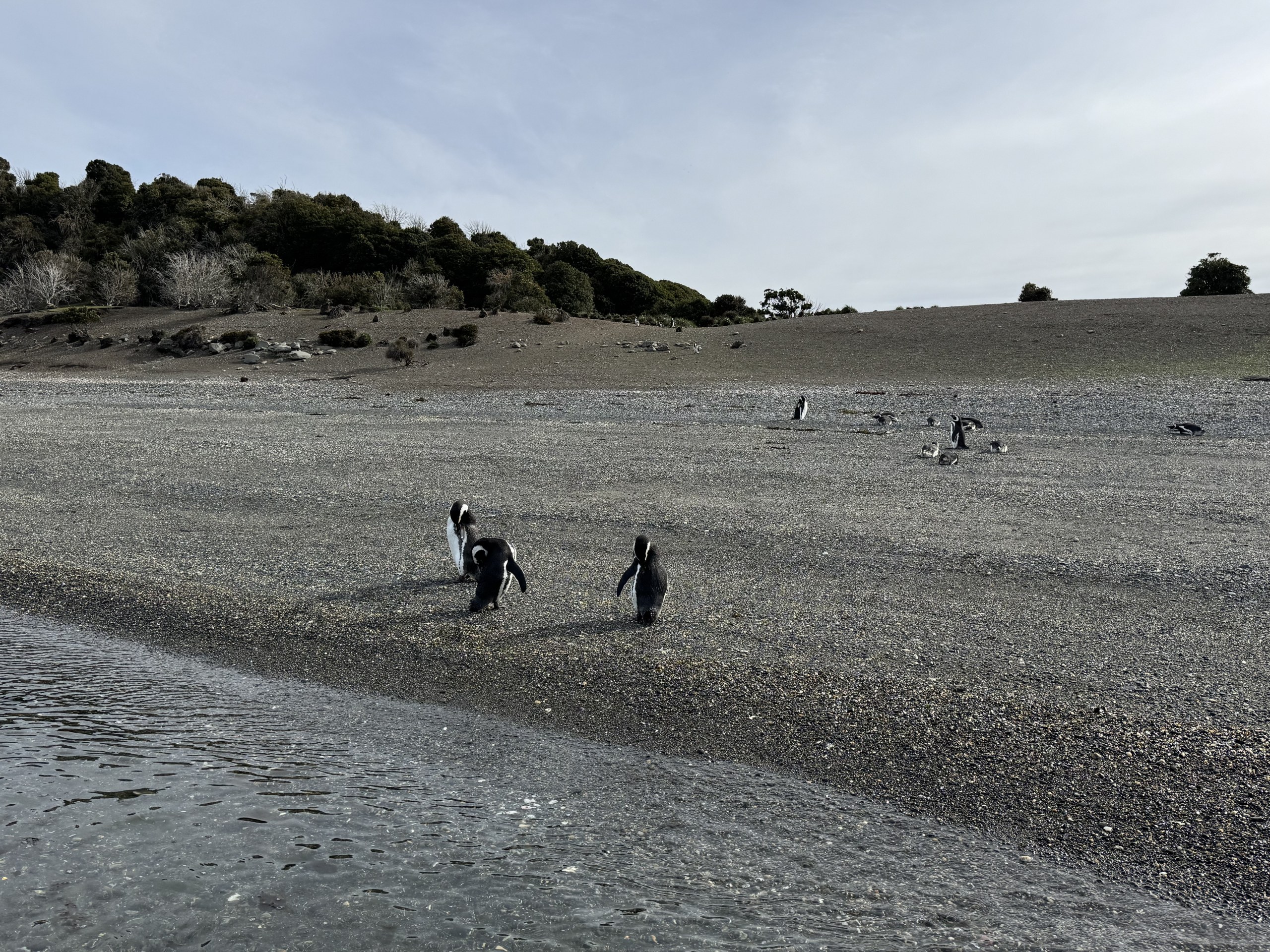 Full-Day Penguin Boat Excursion & Transfers Included