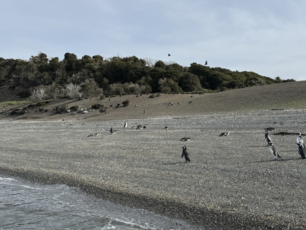 Full-Day Penguin Boat Excursion & Transfers Included