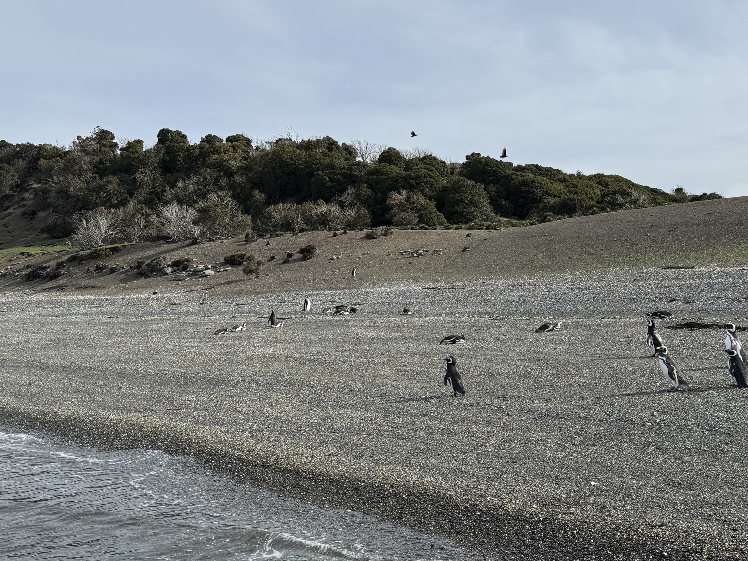Full-Day Penguin Boat Excursion & Transfers Included