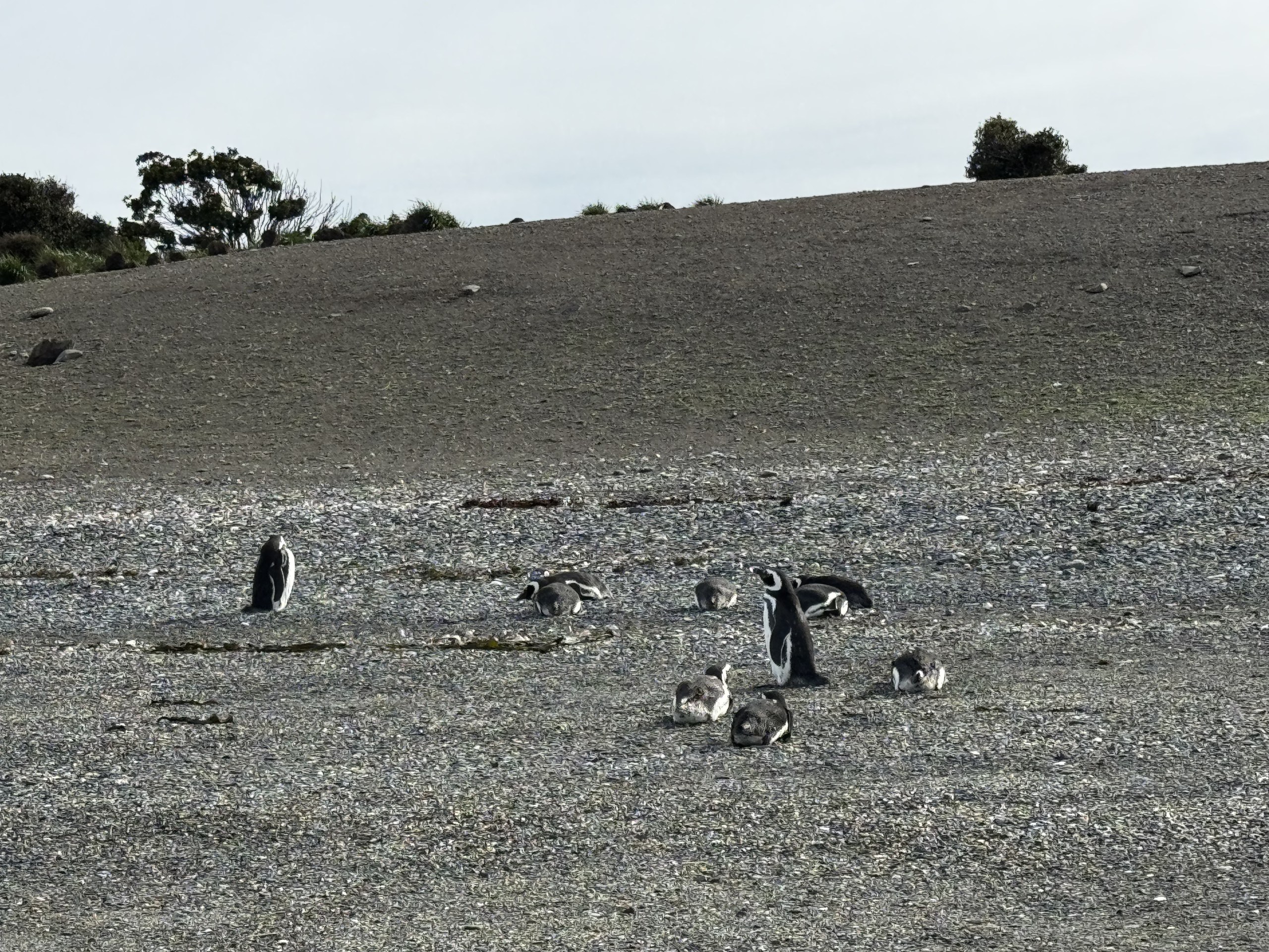 Full-Day Penguin Boat Excursion & Transfers Included