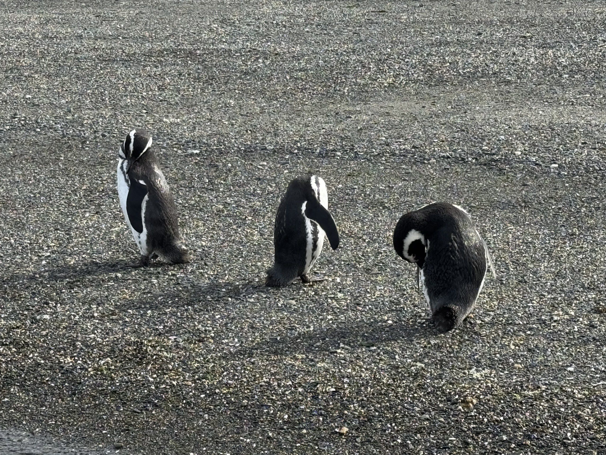 Full-Day Penguin Boat Excursion & Transfers Included